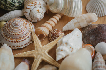 Close up view of seashells and starfish as texture and background for design. 