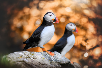 Atlantic Puffins bird or common Puffin in sunset gold background. Fratercula arctica. Norway most...