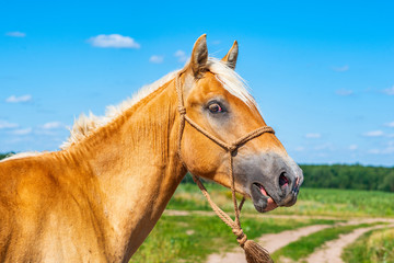 Obraz premium Portret konia na polu. Sfotografowany z bliska.