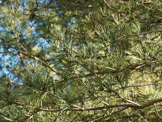 (Pinus sylvestris) Zweig der Waldkiefer oder Gemeine Kiefer mit jungen und dunkelgraubraunen, eikegelförmigen, reifen Zapfen, zu zweit oder in gruppen 