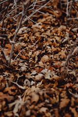 Feuilles qui tombent à la fin de l'automne