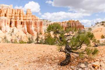 Petit arbre solitaire devant les cheminées de fée à Bryce Canyon