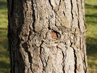 (Pinus sylvestris) Braunrote Borke der Waldkiefer mit tiefrissige