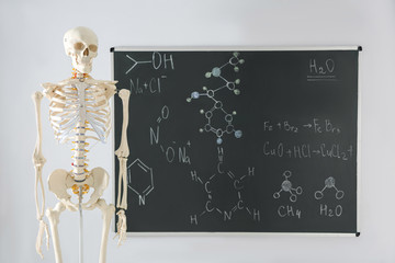 Human skeleton model near chalkboard in classroom