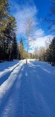 Fototapeta premium snowy road in winter forest