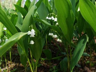 Obraz premium flowers lilies of the valley