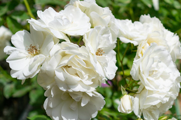 White climbing roses (Iceberg) bouquet
