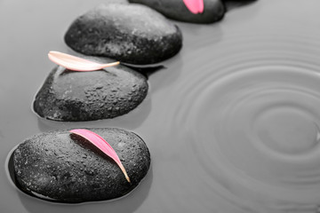 Stones and flower petals in water, closeup. Zen lifestyle