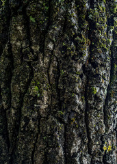 bark of a tree