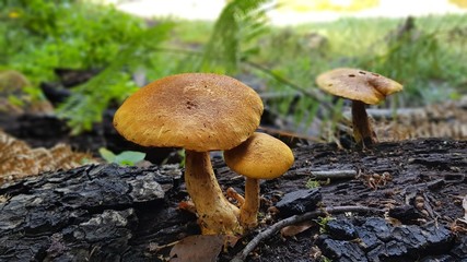 Hongo naranja embalse de La Gomera