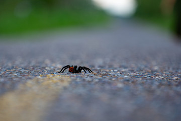 Tarantula on a road
