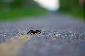 Tarantula on a road