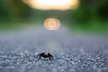 Spider on Highway