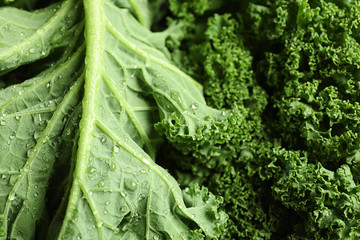Fresh wet kale leaves as background, closeup