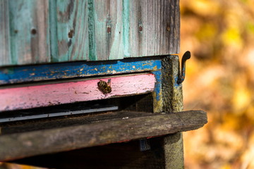 Colorful wooden beehives in beatiful autumn nature, sunny day
