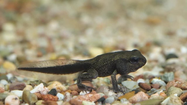 Metamorphose beim Grasfrosch, Rana temporaria: eine Kaulquappe mit Beinen beziehungsweise ein junger Frosch mit Schwanz unter Wasser, mehrere Einstellungen, 50fpm