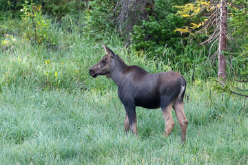 Shiras Moose in Colorado. Shiras are the smallest species of Moose in North America