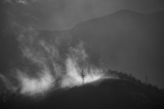 Lone tree in foogy ridge