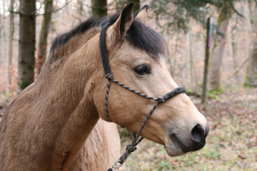 portrait of a horse in the forest