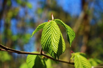 The first leaves and shoots of flowers on a chestnut tree in early spring