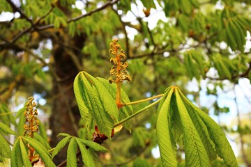 The first leaves and shoots of flowers on a chestnut tree in early spring