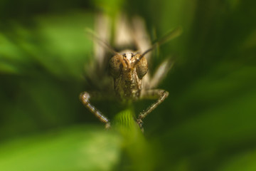 Grasshopper Close up