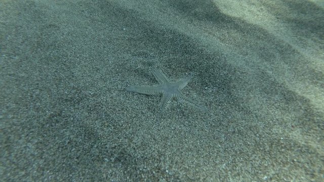 Sand Star quickly burrows in the sand, Real timing. Sand Sea Star or Sandy Starfish (Astropecten jonstoni) Underwater shot. Mediterranean Sea, Europe.