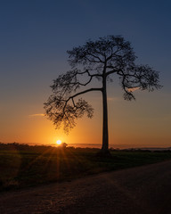 Sunset tree