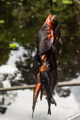 Piranhas fished at the river