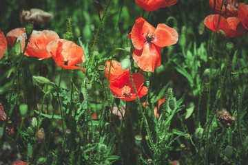 summer meadow with red poppies Field of wild of different colored species red purple yellow growing outdoors in a natural environment under the open sky
