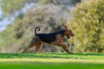 A two-year-old Airedale Terrier dog runs free