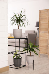Beautiful plants in room. Elements of interior design