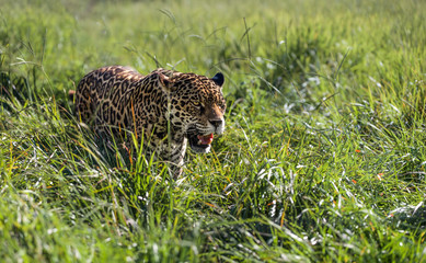 Wild Jaguar in natural habitat -Pantanal grasslands near Amazon rainforest