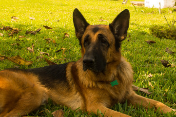 German Shepherd resting and relax
