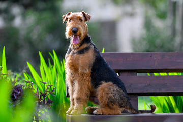 A two-year-old Airedale Terrier dog.