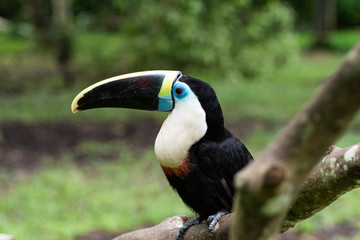Toucan portrait 1