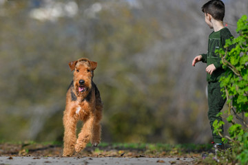 A two-year-old Airedale Terrier dog runs free