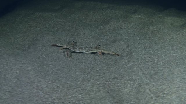 Swimming Crab run along the sandy seabed and hides in the sand in the night. Gray swimming crab (Portunus hastatus) Underwater shot. Mediterranean Sea, Europe.