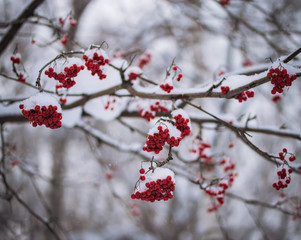 Red berries of mountain ash under the snow.