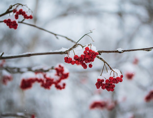 Red berries of mountain ash under the snow.