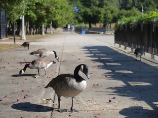 Goose in park