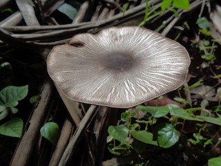 deadly webcap Cortinarius rubellus poisonous mushroom in the nature