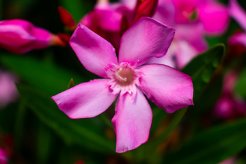 Fototapeta na wymiar A close-up view of pink oleander