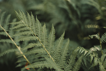 Close up on polypody in the green house
