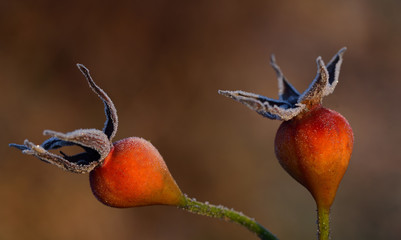 two red rose hips with frozen ice crystals in winter against brown background with space for text