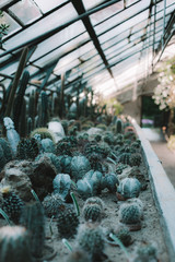  Close up on cactuses in the greenhouse