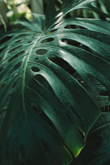 Close up on monstera leafs in the green house