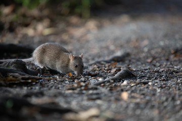 Brown rat on the ground, England, UK 