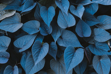 Leafs in the blue color of the year 2020