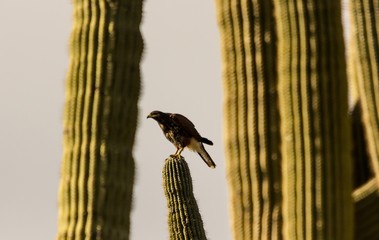 Hawk perches on Saguaro